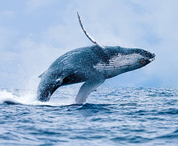 Whale seeking